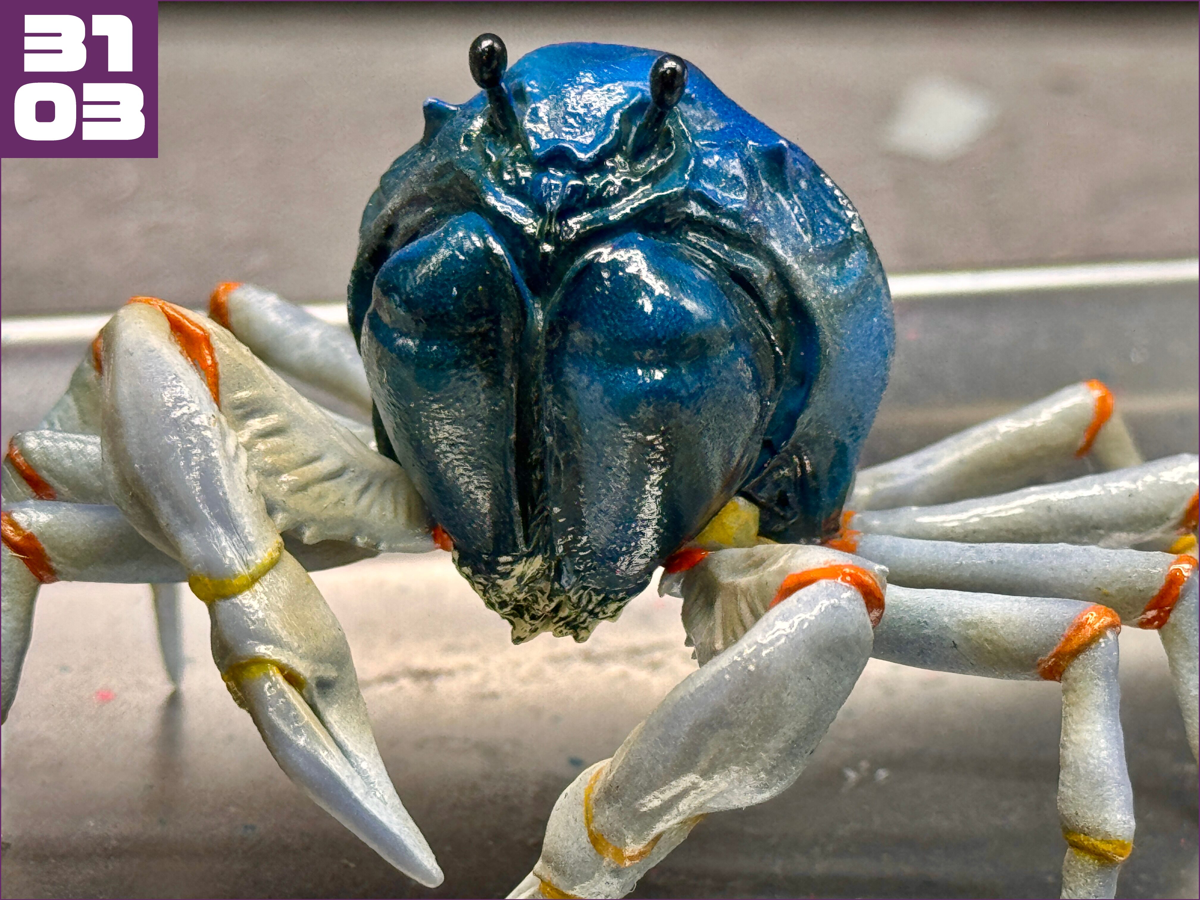 ミナミコメツキガニ - 夢づくり工房 SAKAI SATOMI website