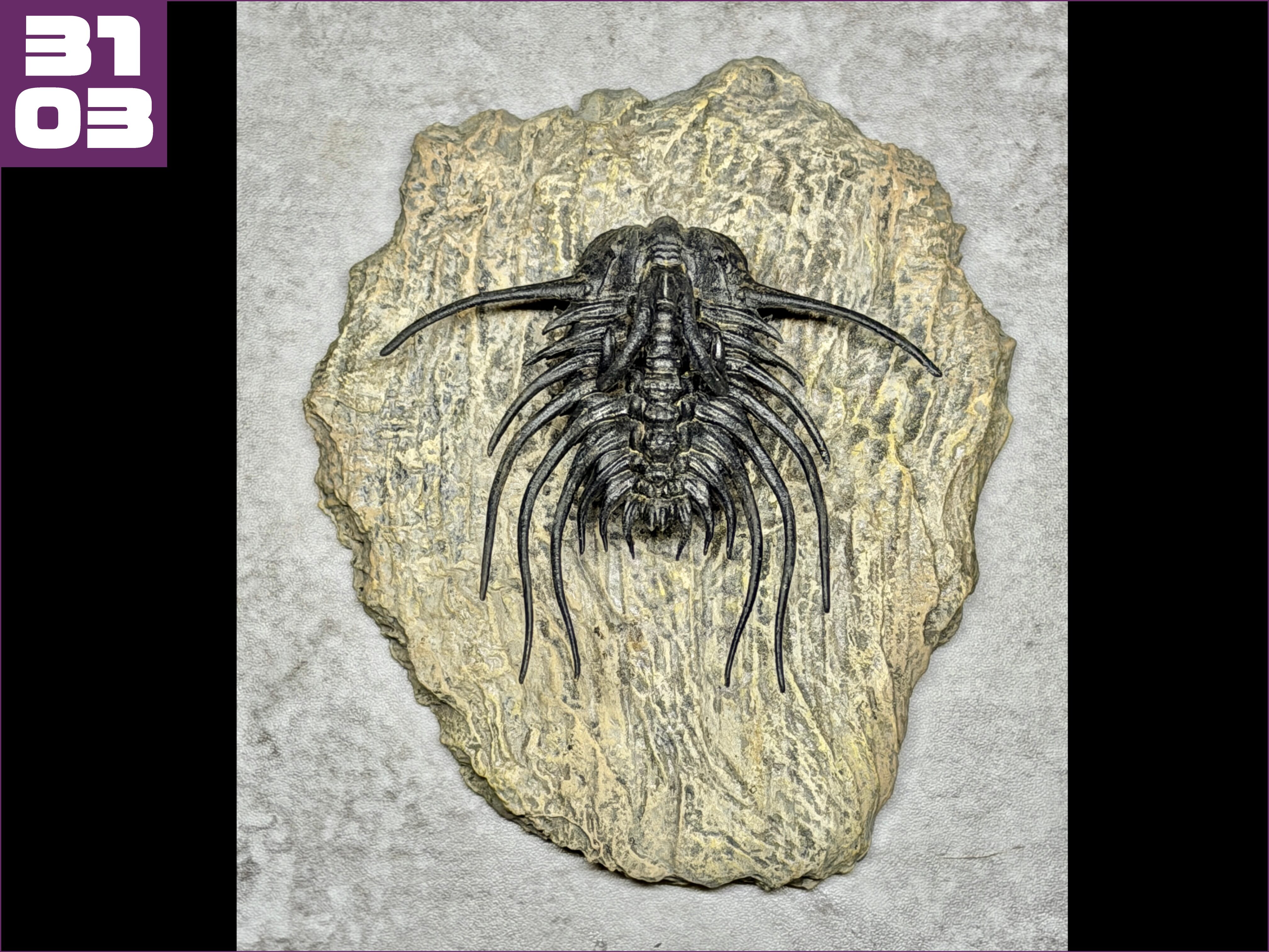 ディクラヌルスの化石 - 夢づくり工房 SAKAI SATOMI website