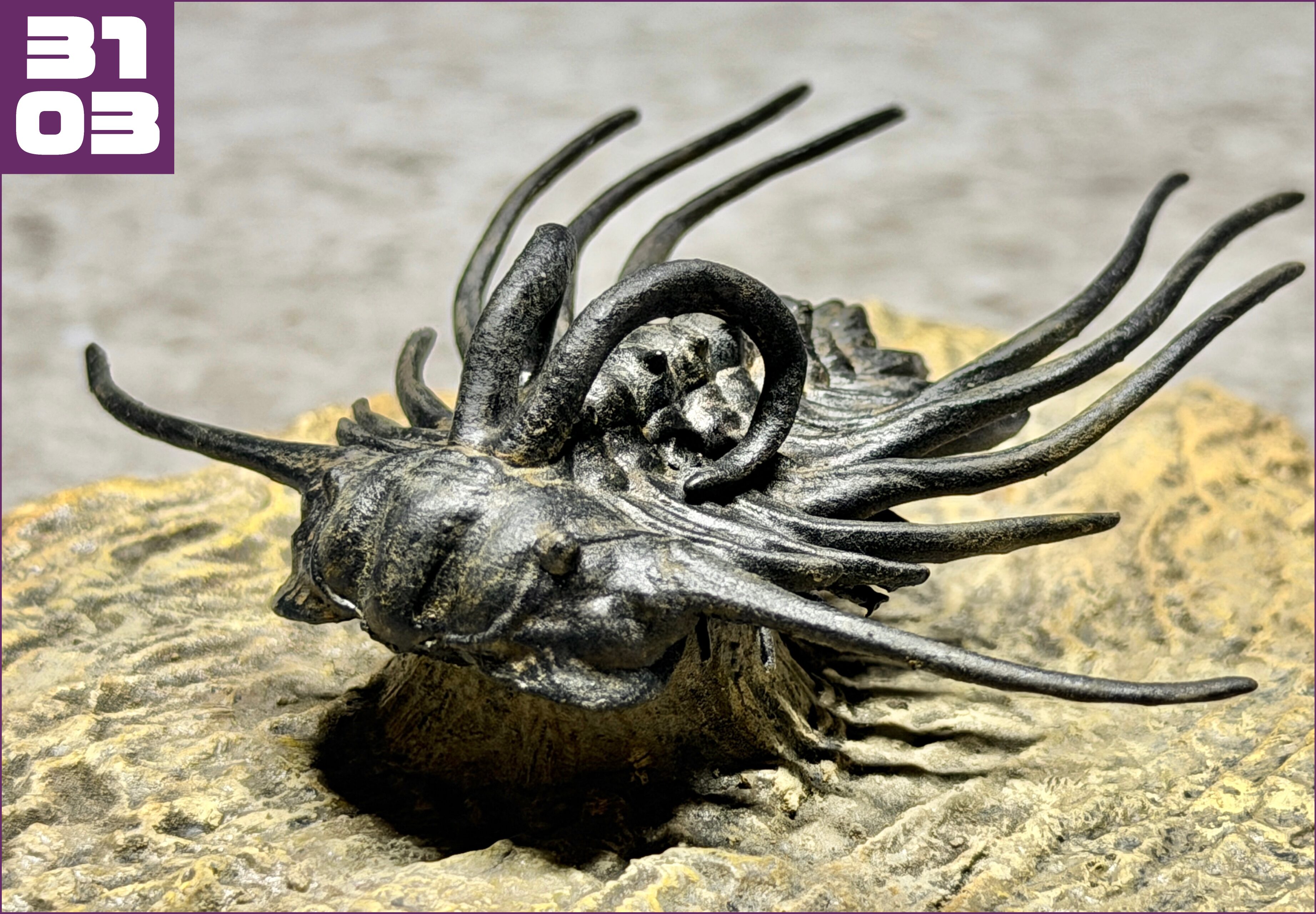 ディクラヌルスの化石 - 夢づくり工房 SAKAI SATOMI website